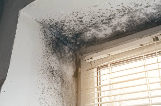 Affordable Crawl Space Mold Remediation solutions in Carr, CO